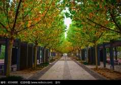 關于寫梧桐的古詩句