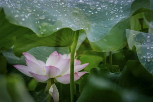 關(guān)于雨中賞荷的詩句