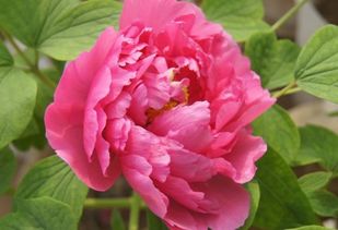 含有牡丹的詩句古詩