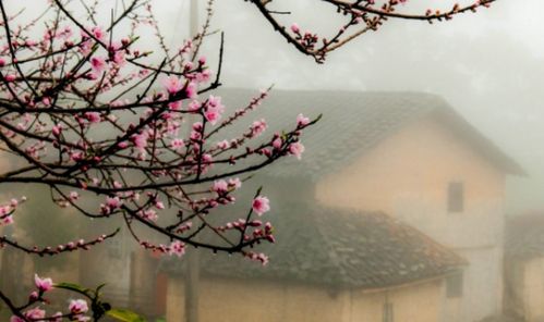 描寫春天花的詩(shī)句古詩(shī)詞,描寫春天陽(yáng)光的詩(shī)句古詩(shī)詞,關(guān)于描寫春天景色的詩(shī)句古詩(shī)詞