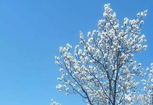 關(guān)于青春的詩(shī)句古詩(shī)詞,懷念青春的詩(shī)句古詩(shī)詞,追憶青春的詩(shī)句古詩(shī)詞