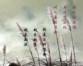 詩句,勾起,回憶