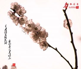 形容花香飄得很遠(yuǎn)的詩(shī)句,形容花香飄千里的詩(shī)句,形容花香飄十里的詩(shī)句