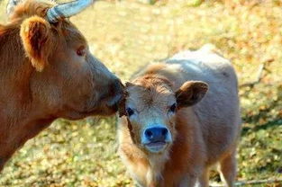 關(guān)于舐犢情深詩句