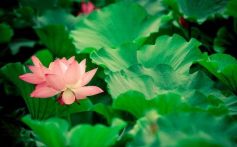 有關(guān)春夏秋冬的古詩(shī)句各兩句,春夏秋冬的古詩(shī)句各一句,關(guān)于春夏秋冬的古詩(shī)句有哪些