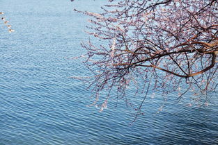 關(guān)于柳橋的詩句