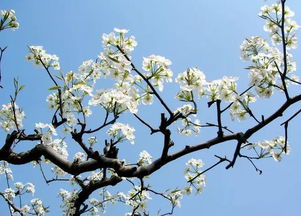 梨花,詩句,春天