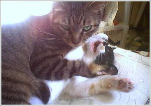 罵人的詩(shī)句關(guān)于兩只騷貓