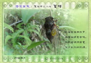 蟬的詩句古詩,描寫夏天蟬的詩句古詩,描寫蟬的詩句古詩