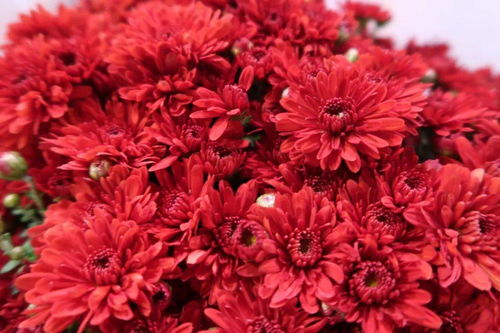 贊美無名小花的古詩,贊美小花的詩句古詩,贊美不起眼的小花的古詩