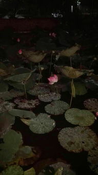 自編關(guān)于秋雨的詩句