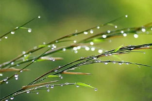 關(guān)于露水的詩句,關(guān)于露水的唯美詩句,關(guān)于露水的詩句古詩