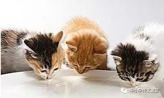 寫動物的古詩句有哪些,與動物有關(guān)的古詩句,含有動物的古詩句