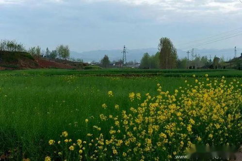 田園風(fēng)光,詩句,桃花,春天