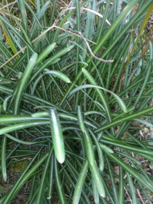 關(guān)于草長的很茂盛的詩句