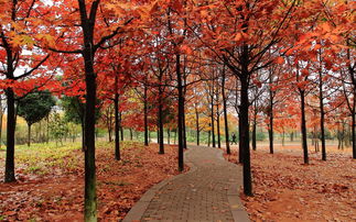 關(guān)于雨后落葉的詩(shī)句古詩(shī)