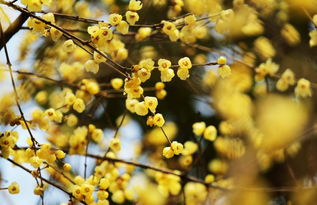 關(guān)于輕松和臘梅的詩句