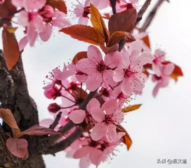 陸龜蒙寫丁香的古詩句