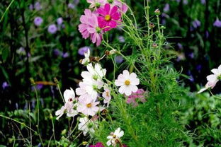 花草樹木生命旺盛的古詩句