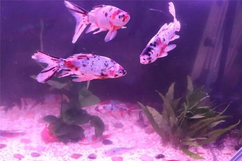 關于獨食的詩句