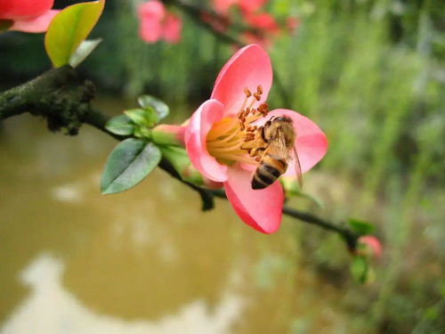 簾簾飛瀑的古詩句