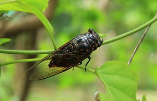 關(guān)于貓和蟬的詩(shī)句