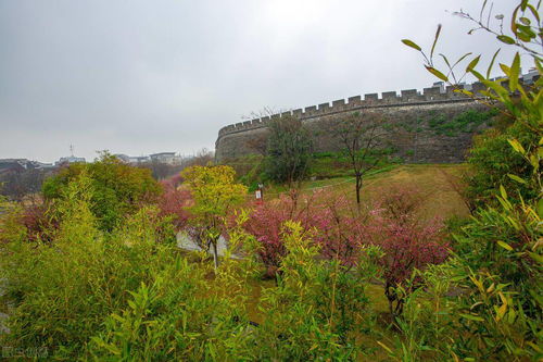 有關(guān)春雨的詩句古詩,江南春雨的詩句古詩,描寫春雨的詩句古詩