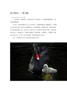 關(guān)于春天里天鵝的詩(shī)句