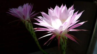 關(guān)于曇花古詩句