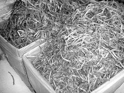 白居易關(guān)于黃花菜的詩句