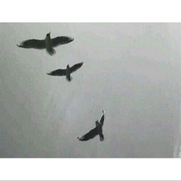 關(guān)于人生平淡的詩(shī)句