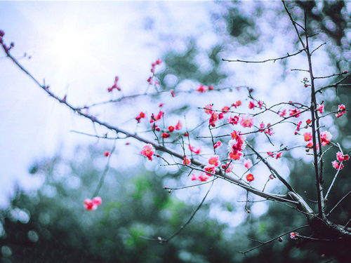 詩句,美景,形容,雪后