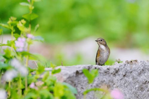 林開頭的詩句古詩,云開頭的詩句古詩,樹開頭的詩句古詩
