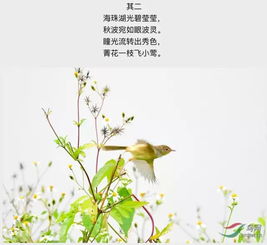 鳥開頭的詩句古詩