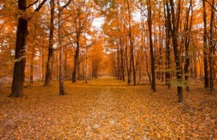 古詩(shī)描寫秋天的詩(shī)句