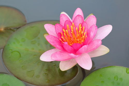 描寫夏天的荷花詩(shī)句古詩(shī)大全