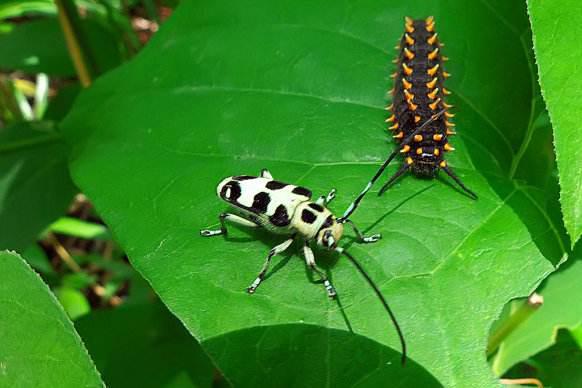 有關(guān)于蟲子豐收的詩句