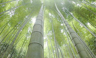 關(guān)于竹的兩句詩句有哪些