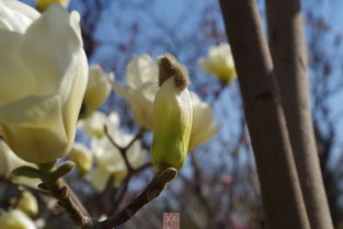 關于春天的酒詩句