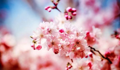 描寫(xiě)春天令人愉悅的詩(shī)句古詩(shī)詞