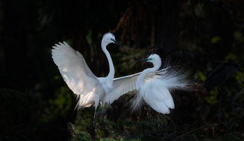 關(guān)于信與愛(ài)情的詩(shī)句