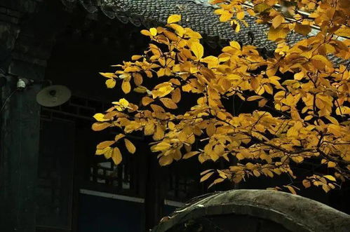 古詩,詩句,秋雨,過后