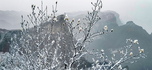關(guān)于春雪的景色的詩句