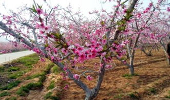 描寫桃花景色的詩(shī)句古詩(shī)