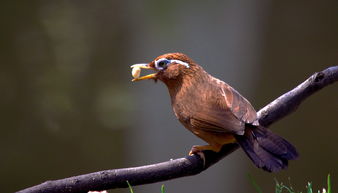 關(guān)于自由的鳥(niǎo)兒的詩(shī)句