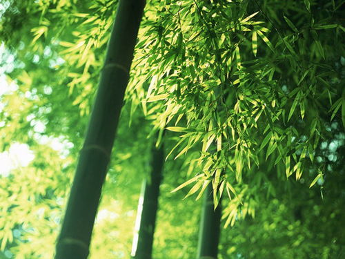 關(guān)于女子_竹子的詩(shī)句