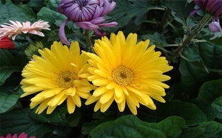 描寫雨中菊花的詩句,寫雨中菊花的詩句,贊美雨中菊花的詩句