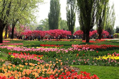 古詩,詩句,描寫,春天