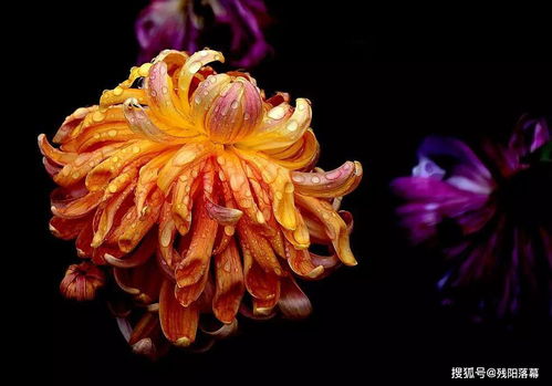 有關于菊花的古詩句