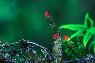 關(guān)于采摘花朵的詩(shī)句